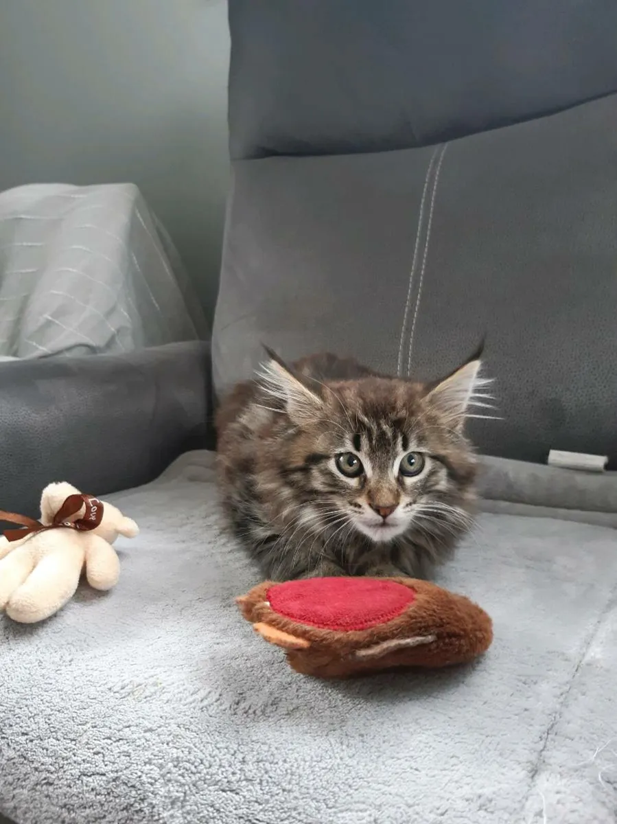 Manecoon kitten - Image 4