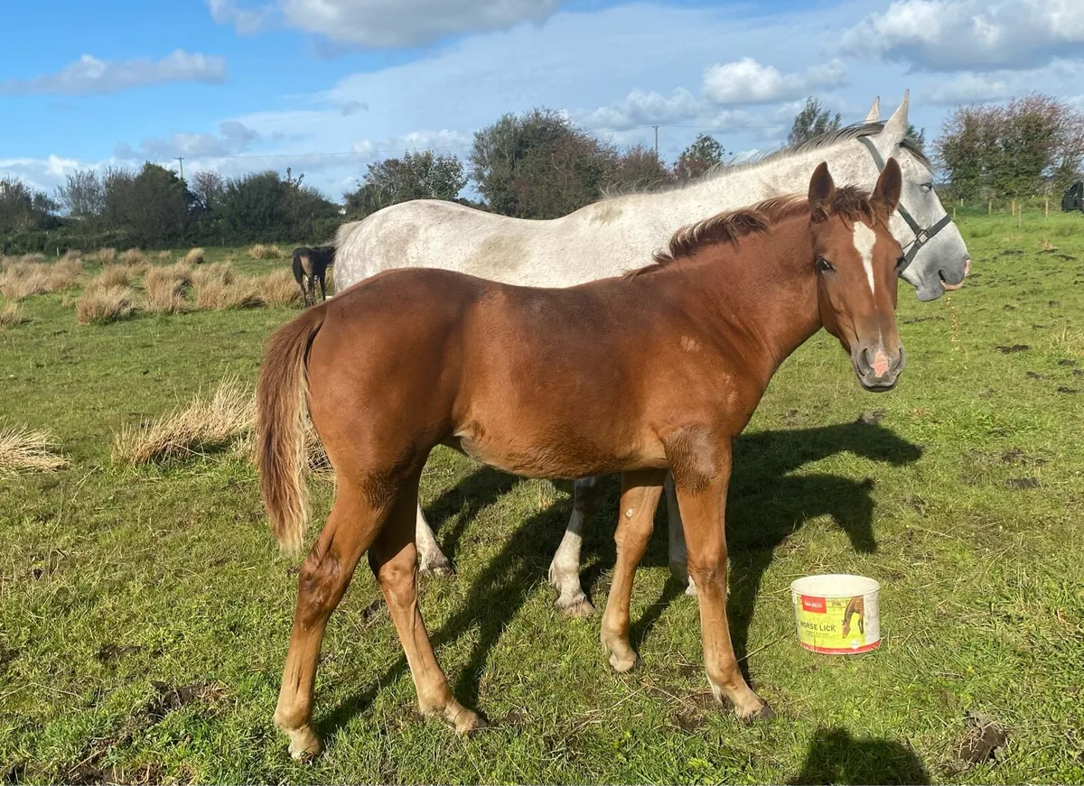 Foal - Image 1