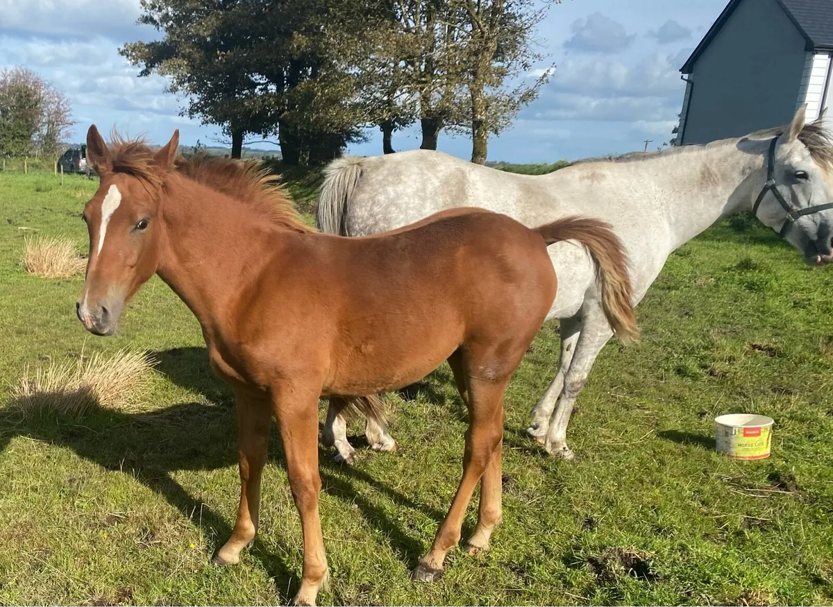 Foal - Image 2