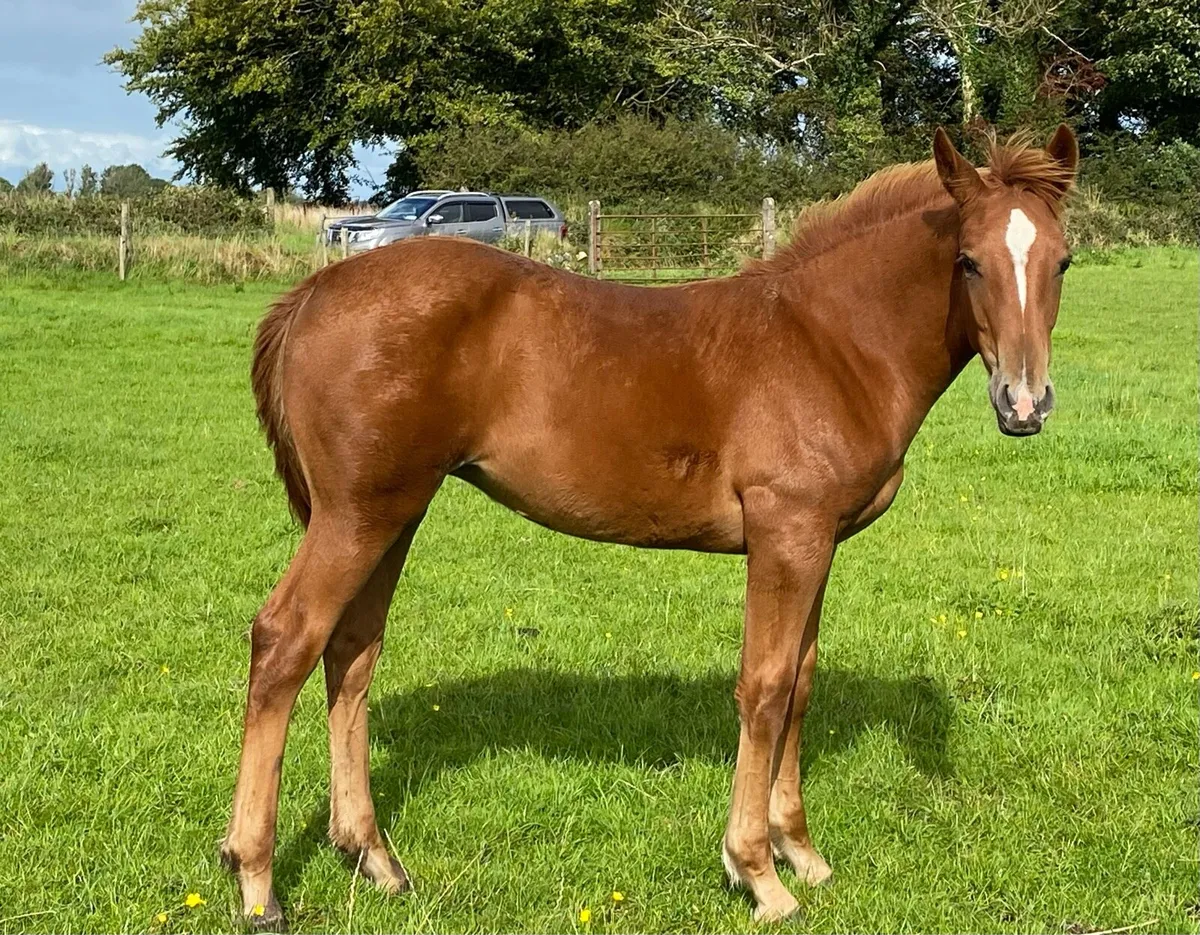 Foal - Image 3