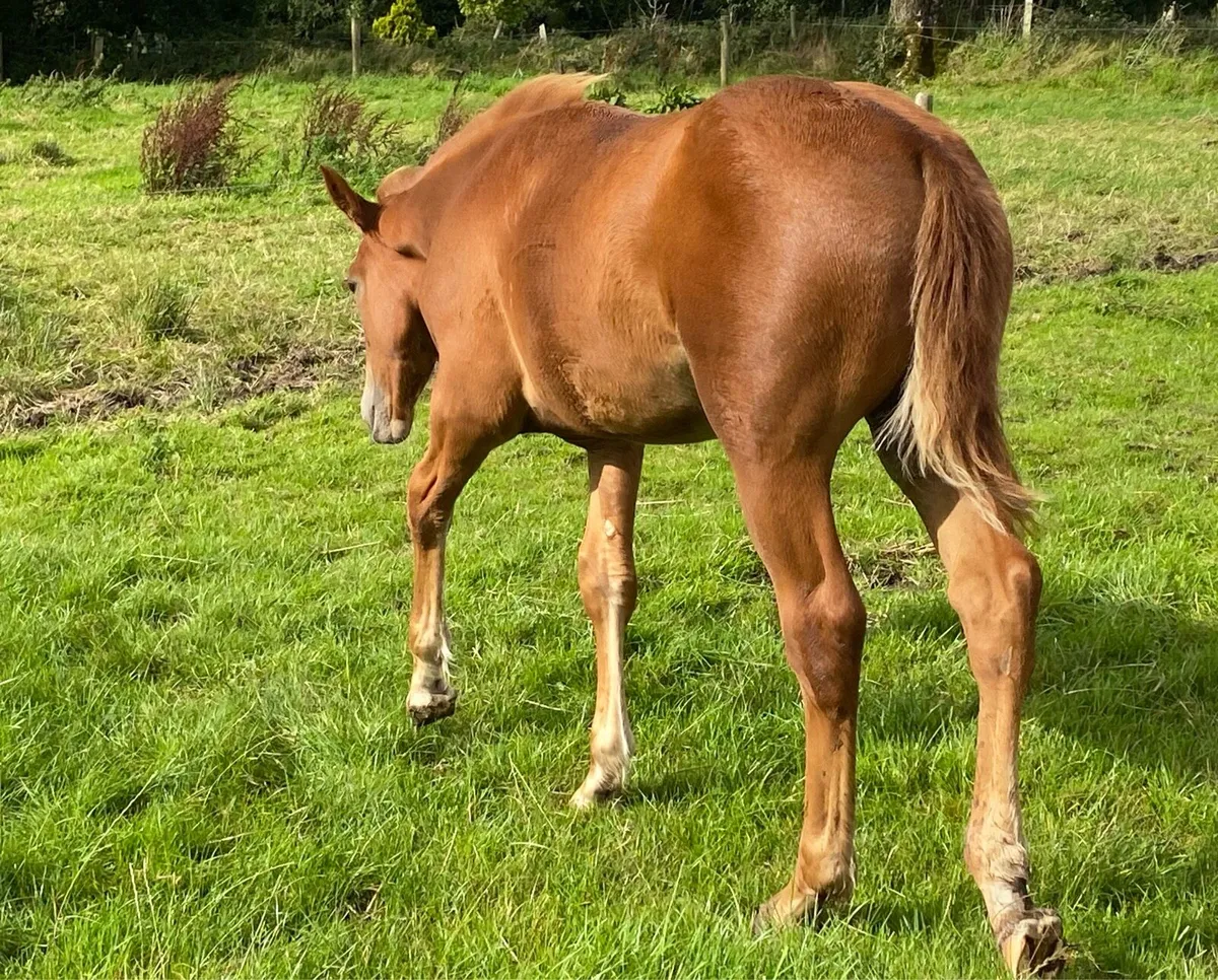 Foal - Image 4