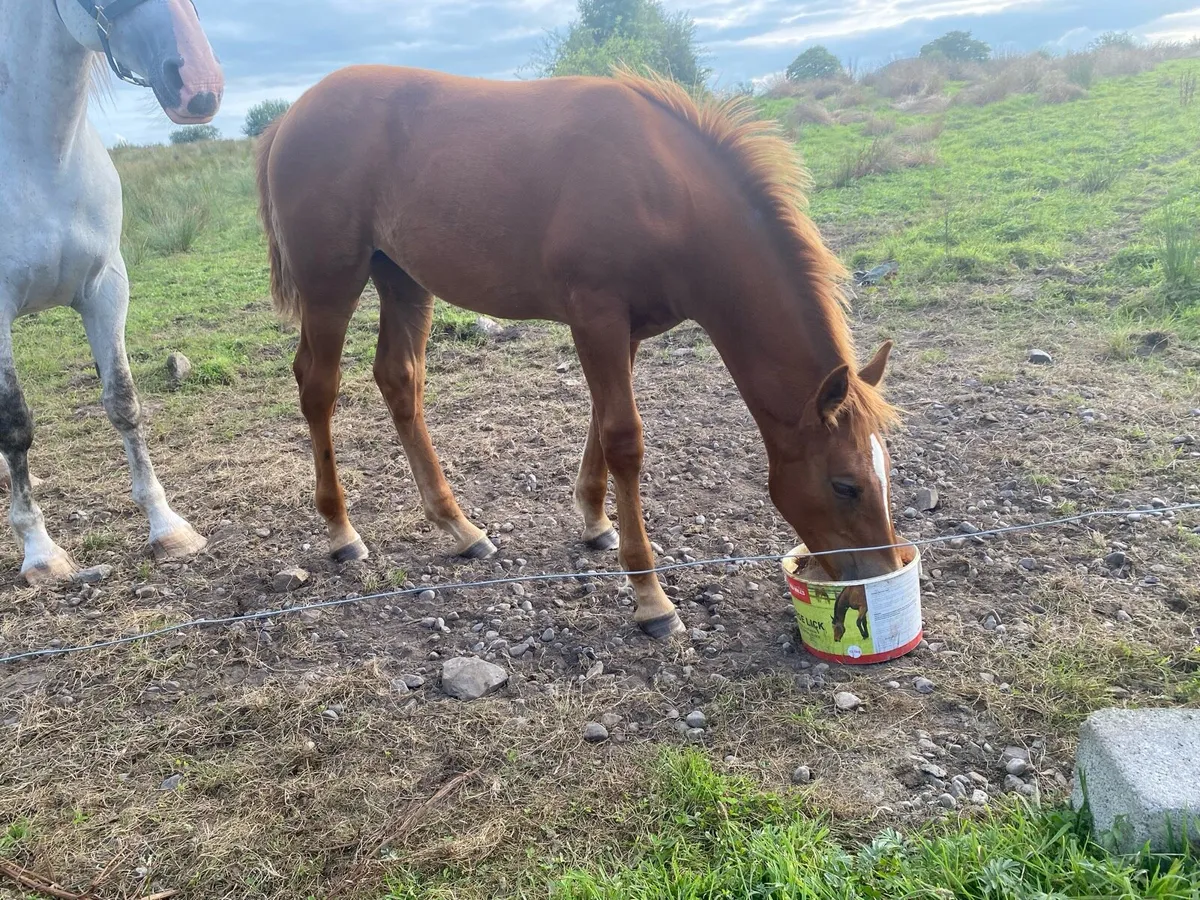 Irish Draught Filly Foal - Image 3