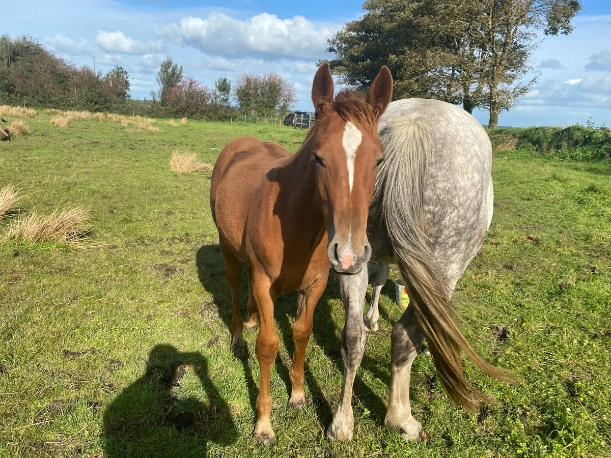 Irish Draught Filly Foal - Image 4