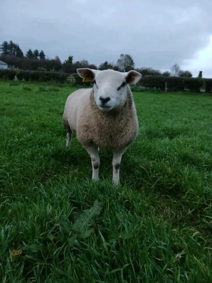 Pure breed telex rams - Image 2