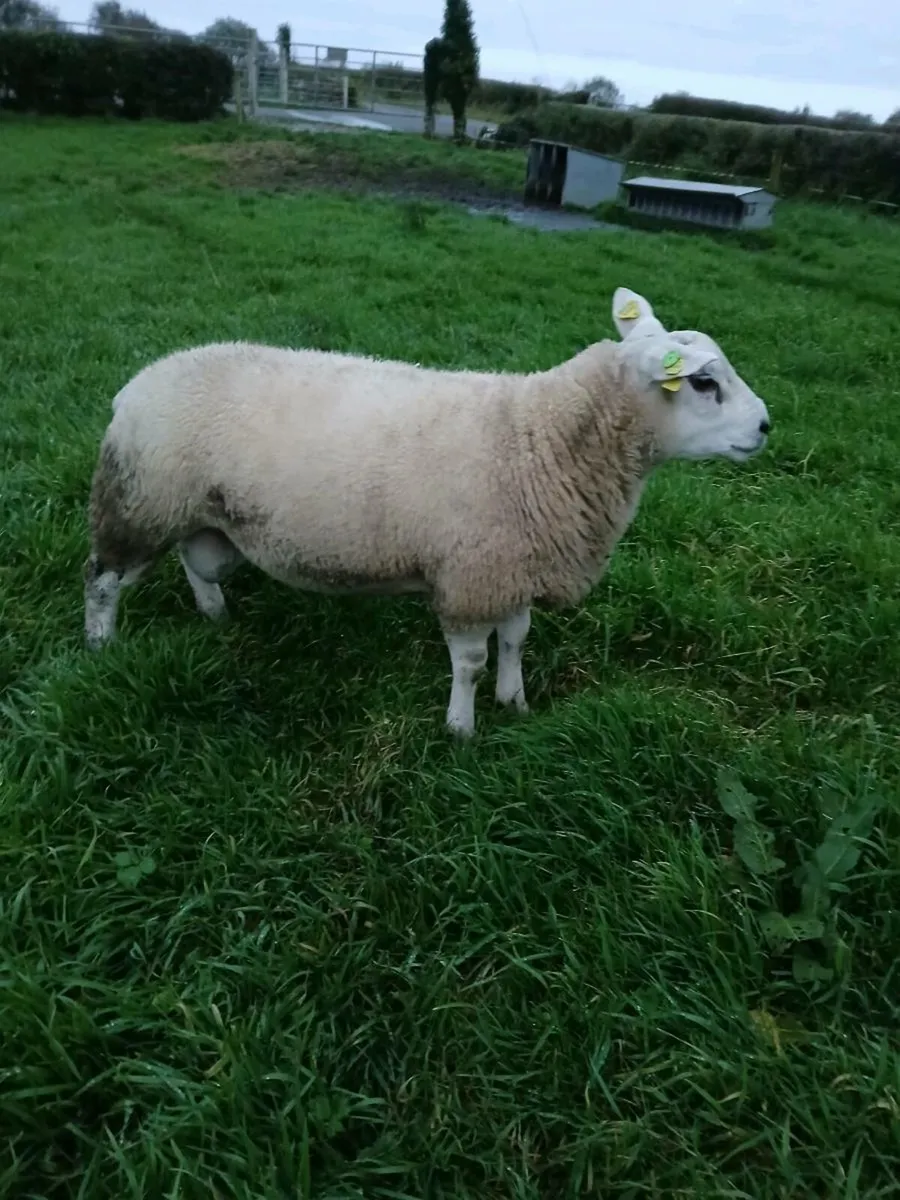 Pure breed telex rams - Image 3