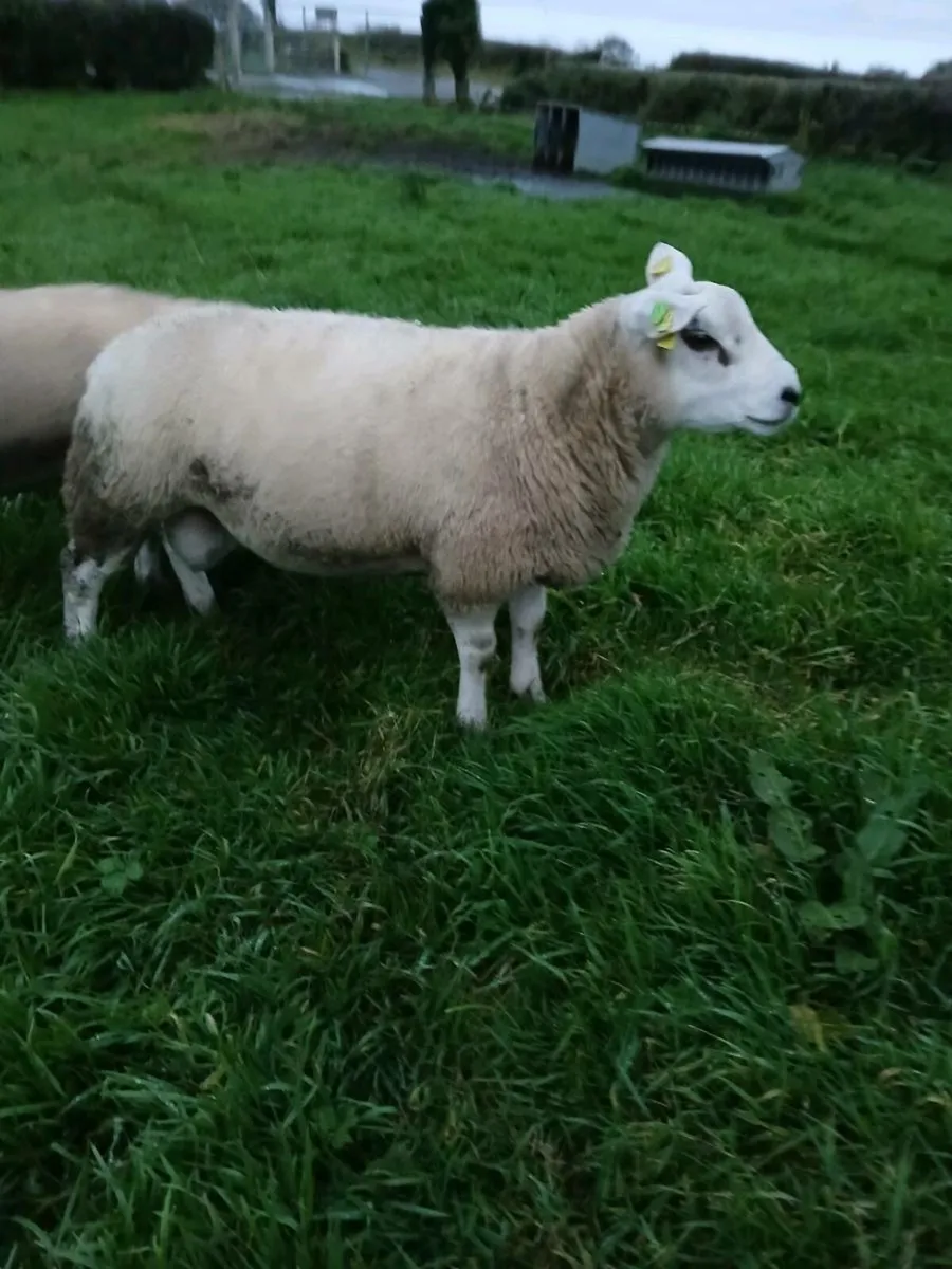 Pure breed telex rams - Image 4
