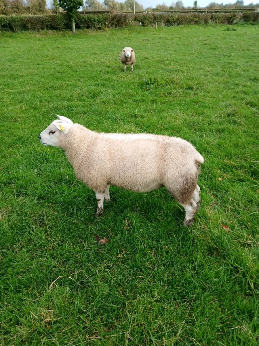 Pure breed telex rams - Image 1