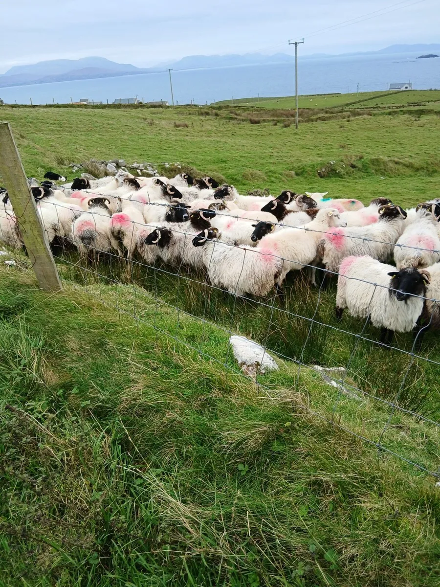 40 Ewes - Image 2