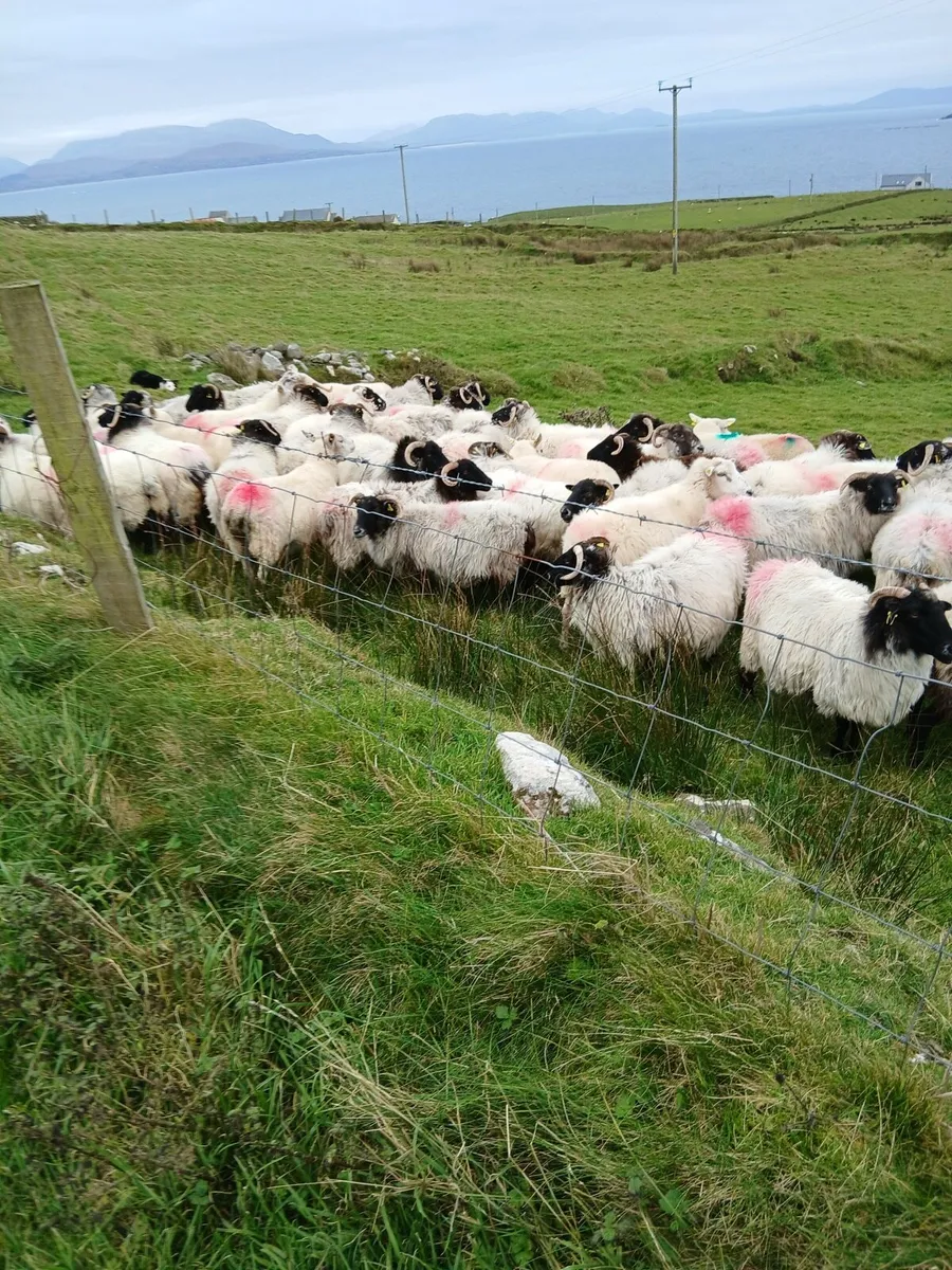 40 Ewes - Image 3