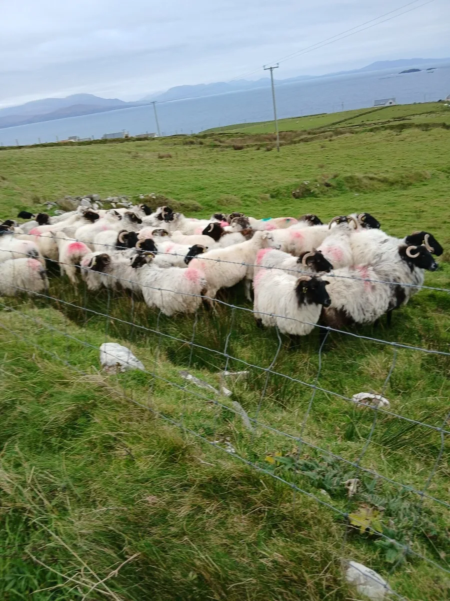 40 Ewes - Image 4