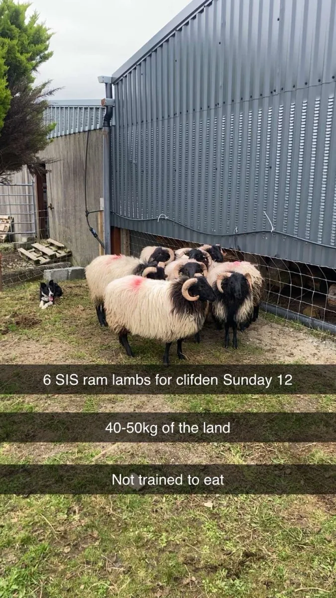 SIS blackface ram lambs - Image 1
