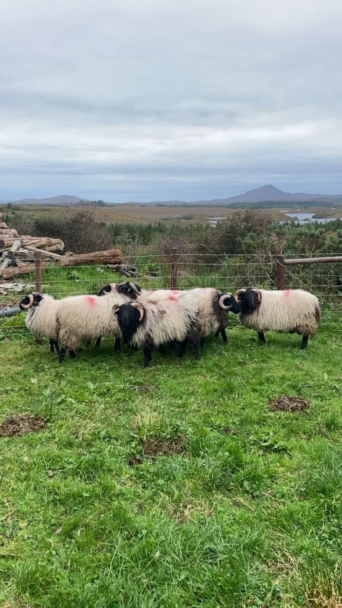 SIS blackface ram lambs - Image 2