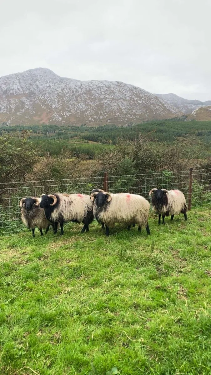 SIS blackface ram lambs - Image 4