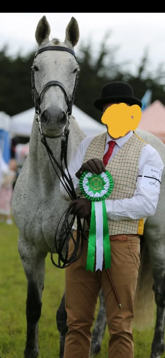Show quality Tb broodmare🏆 - Image 1