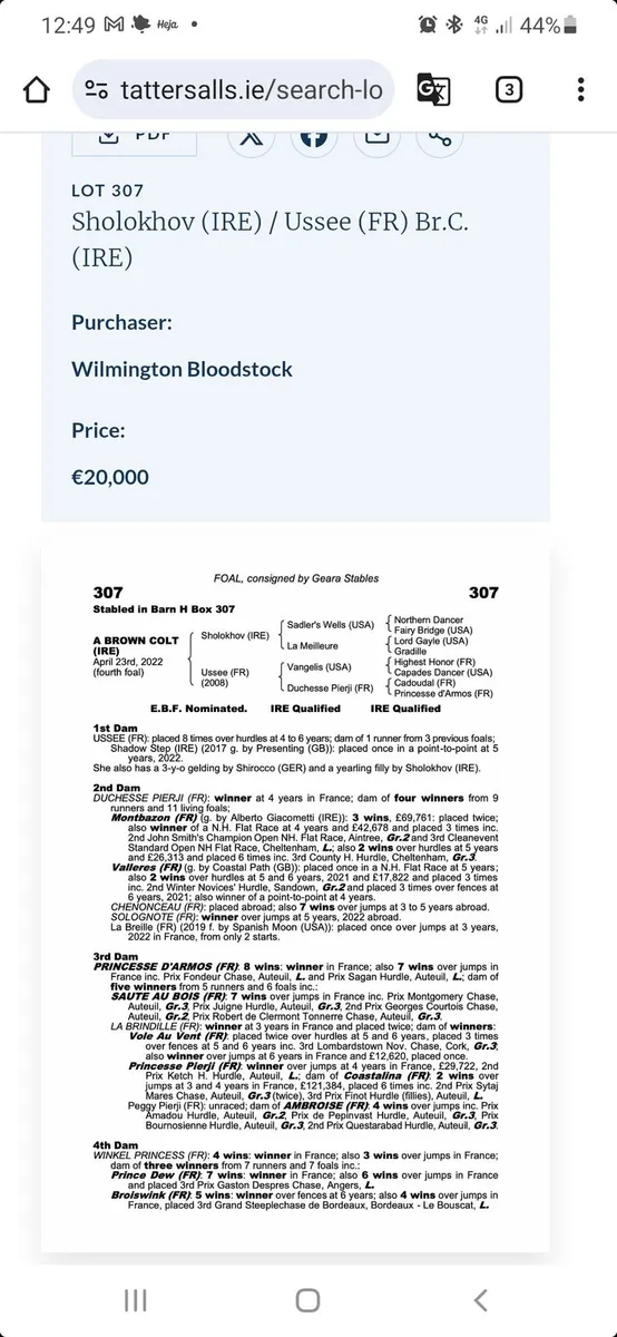 Show quality Tb broodmare🏆 - Image 4