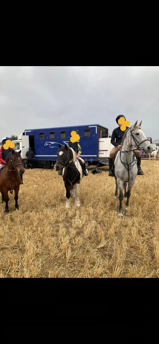 Multi purpose Mare - Image 1