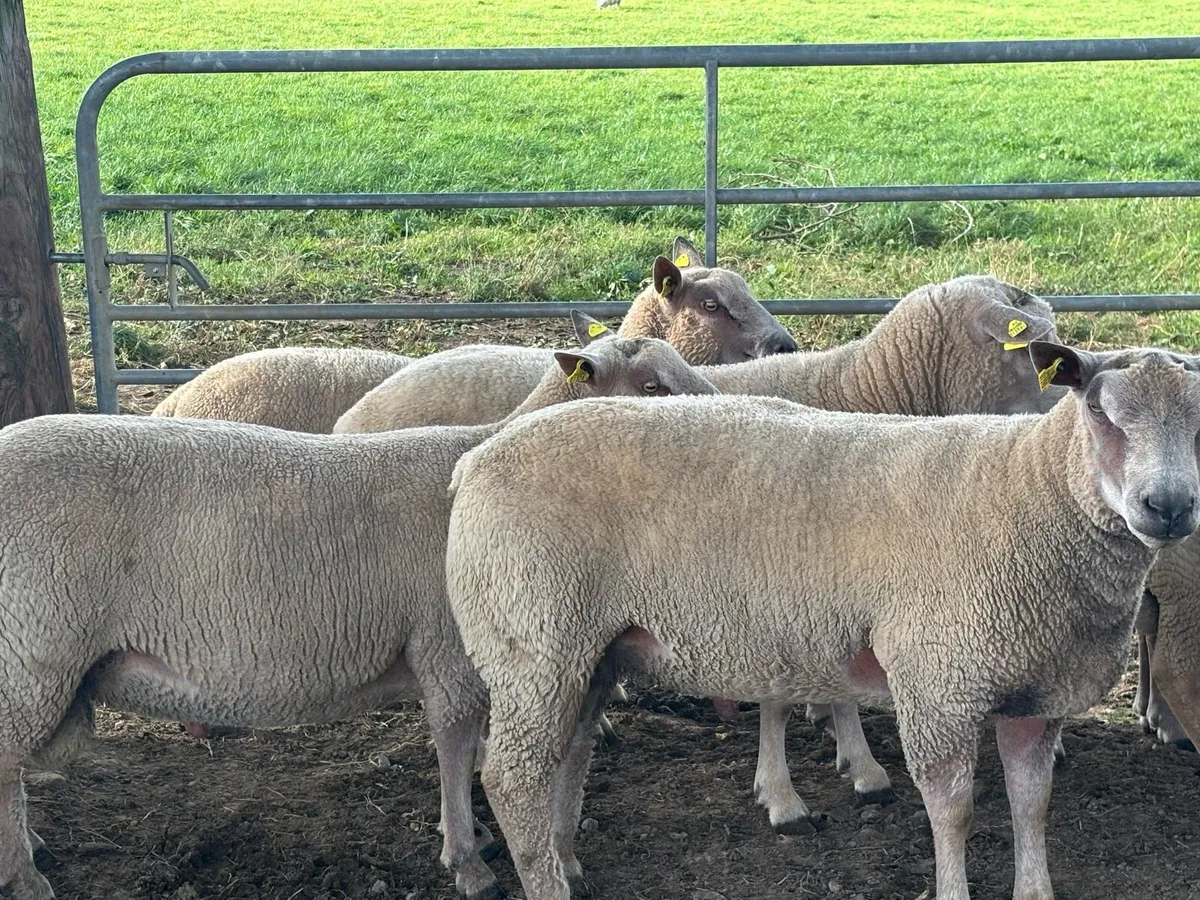 Purebred Charollais hogget rams - Image 1