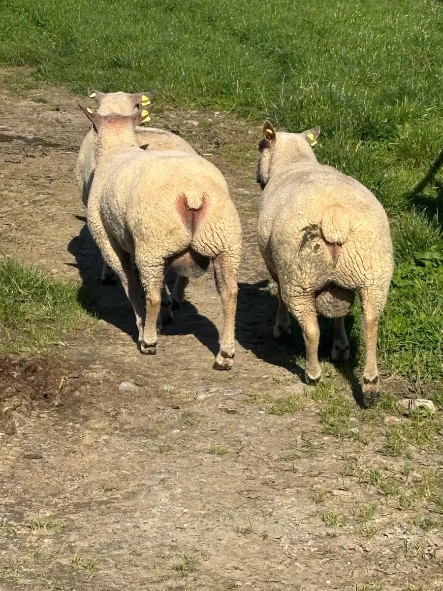 Purebred Charollais hogget rams - Image 2