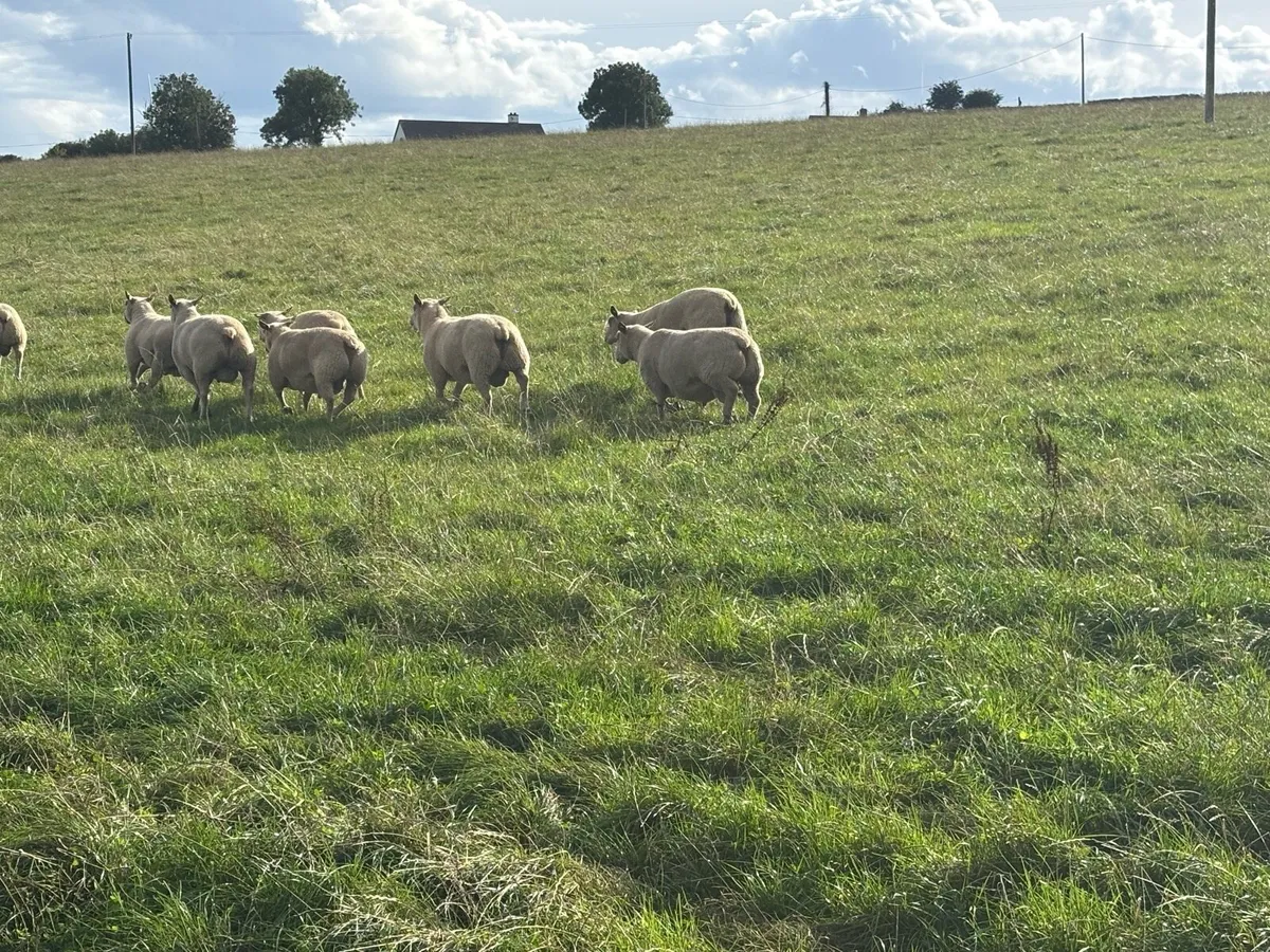 Purebred Charollais hogget rams - Image 3