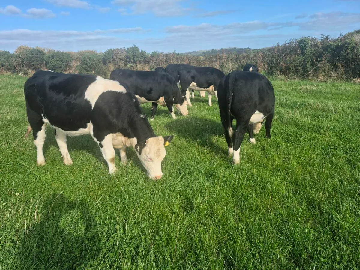 Hereford heifers for sale - Image 1