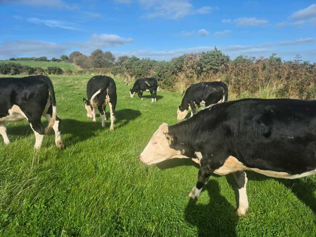Hereford heifers for sale - Image 3