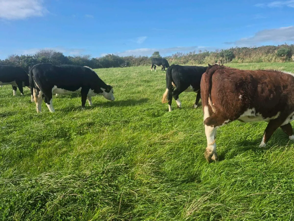 Hereford heifers for sale - Image 4