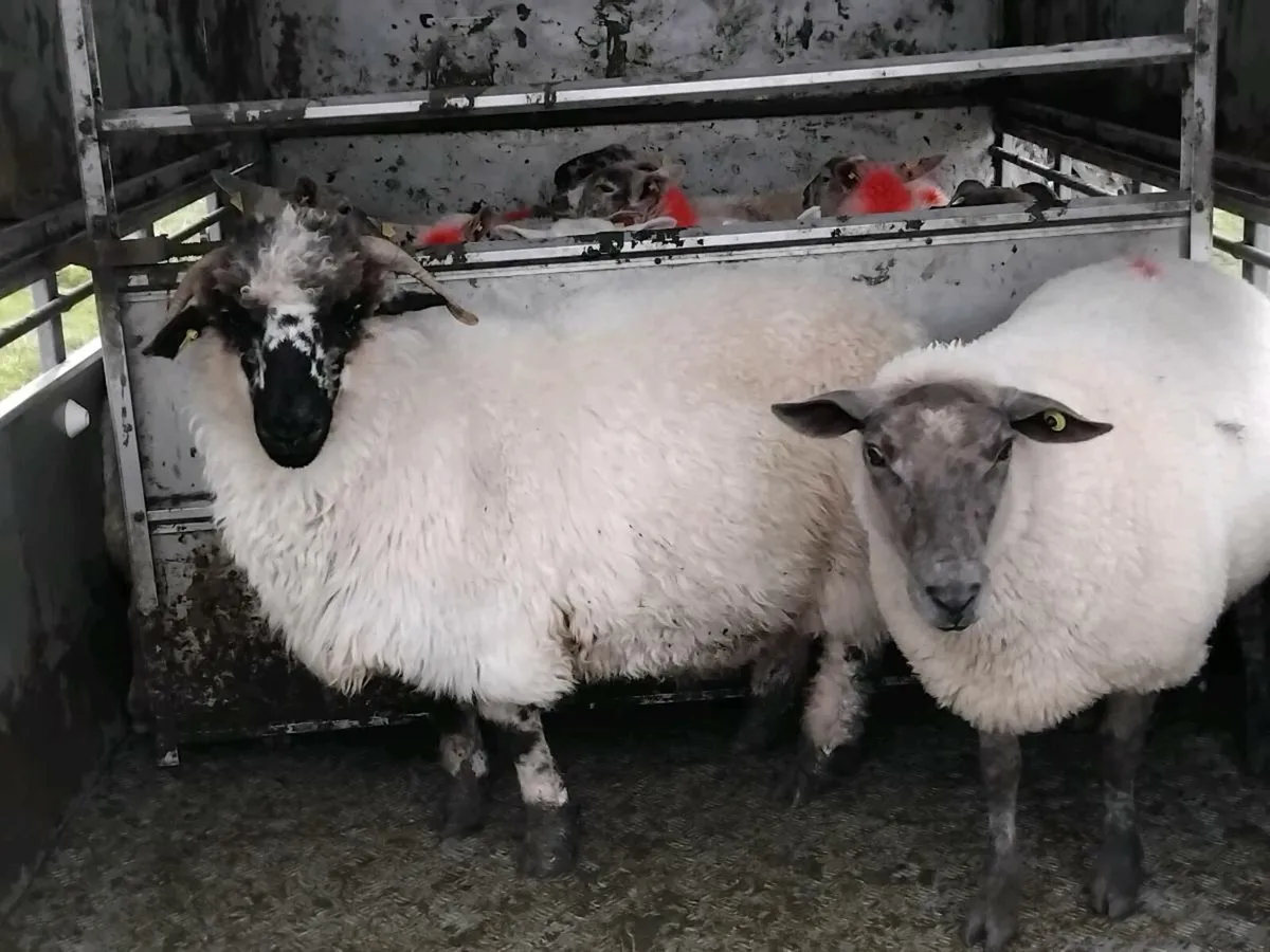 Black nose valais ewe and hogget - Image 1