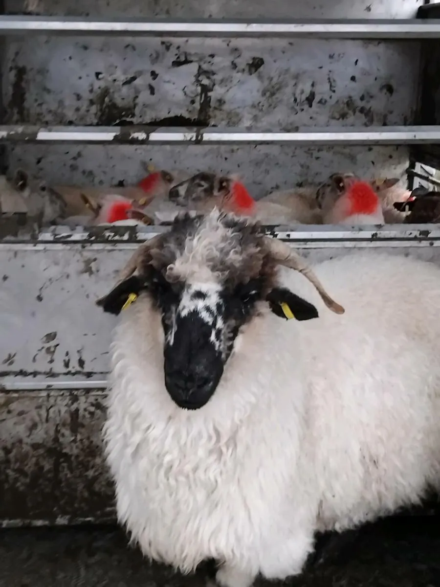 Black nose valais ewe and hogget - Image 2