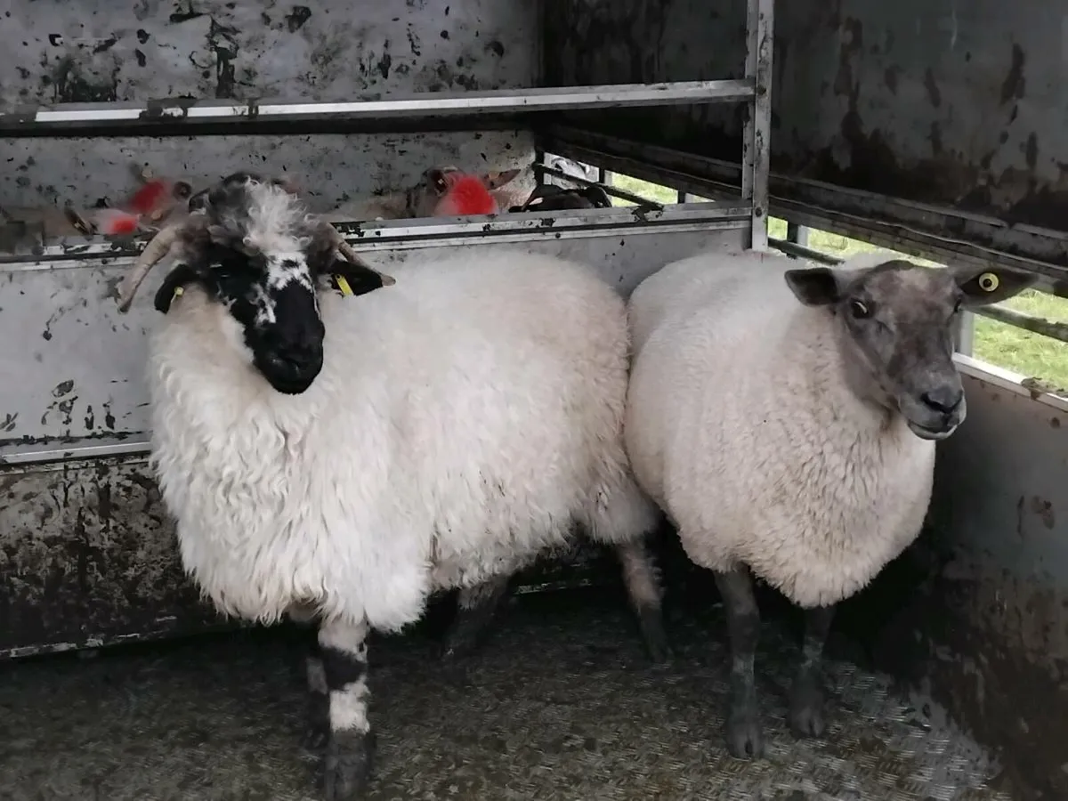 Black nose valais ewe and hogget - Image 3