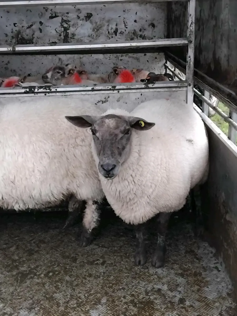 Black nose valais ewe and hogget - Image 4