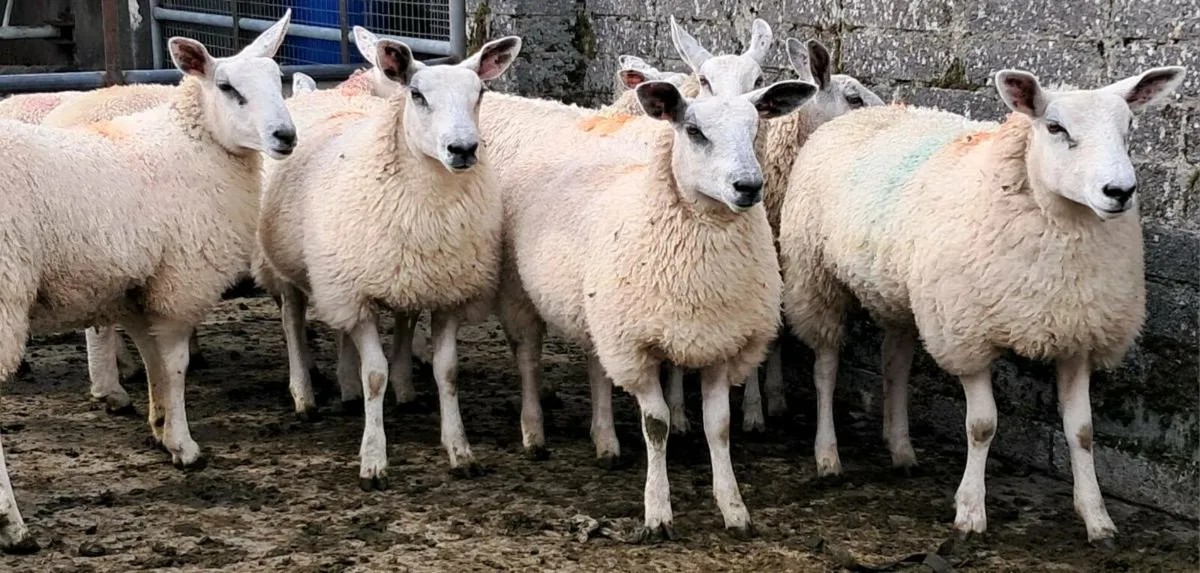 Aber ewe lambs - Image 1