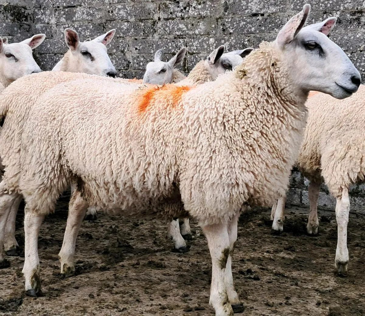 Aber ewe lambs - Image 2