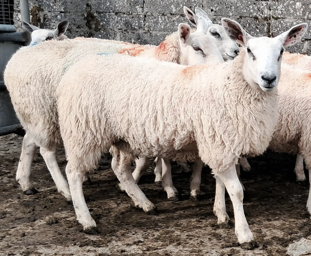Aber ewe lambs - Image 3