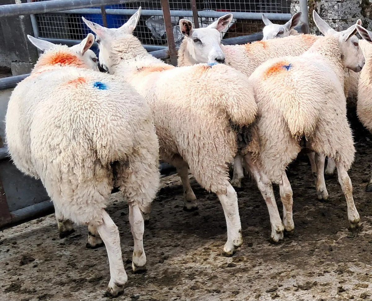 Aber ewe lambs - Image 4