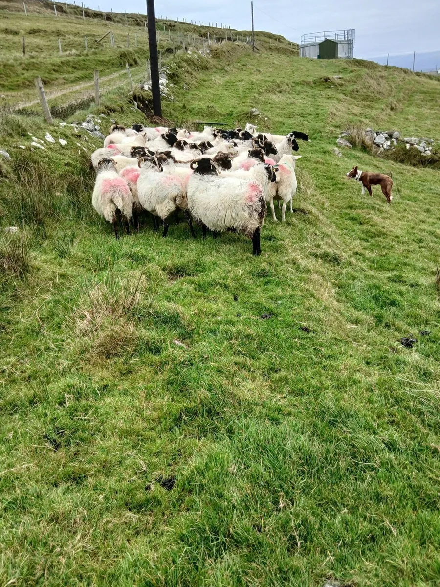 40 Ewes - Image 1