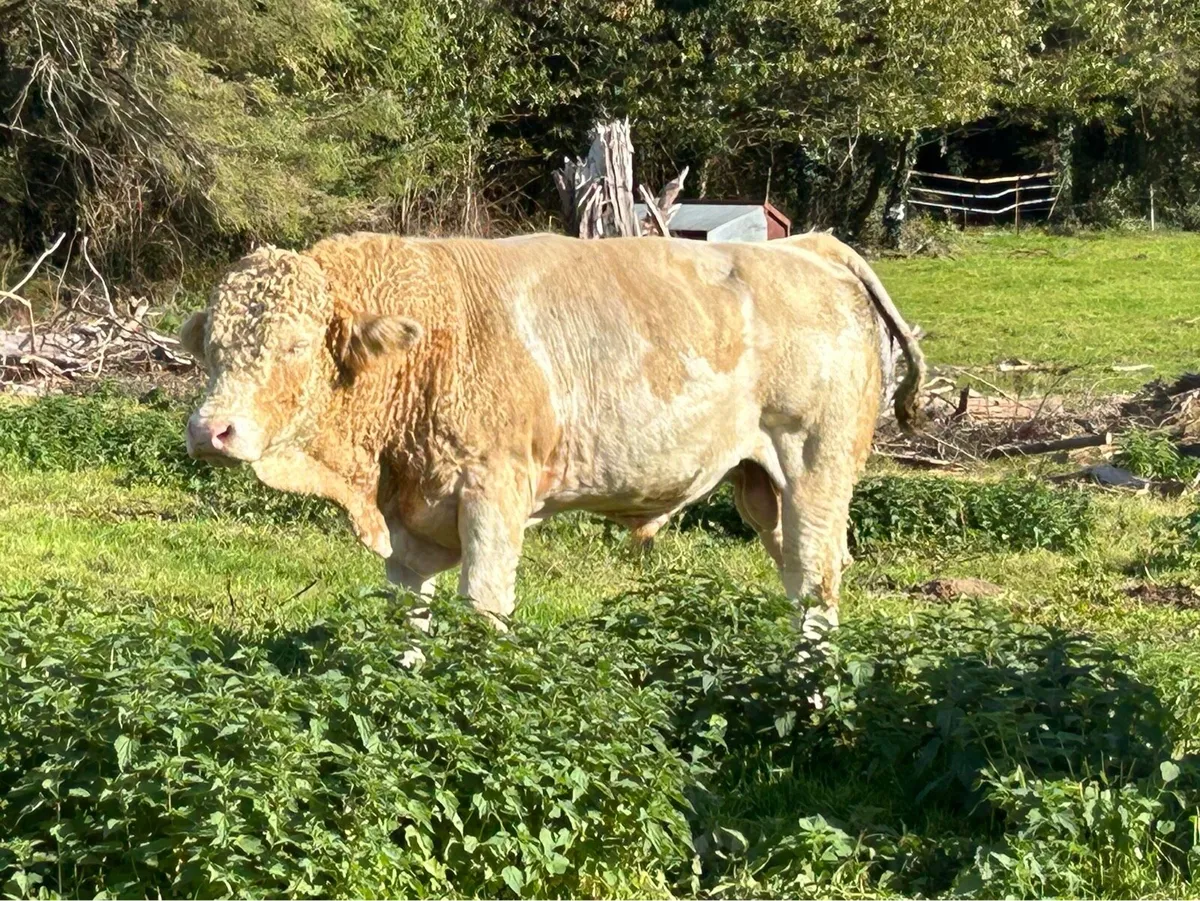 Simmental bulls - Image 1