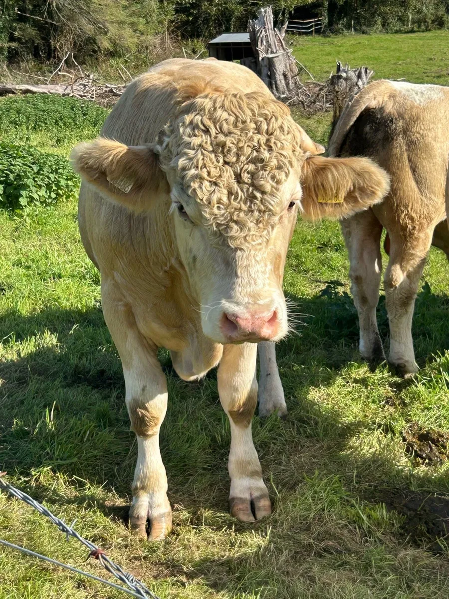 Simmental bulls - Image 2