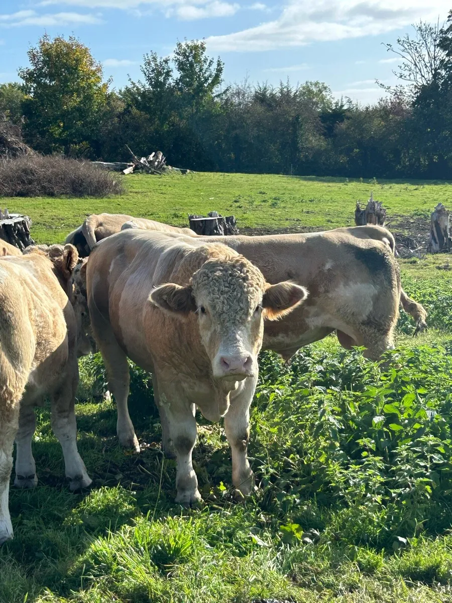 Simmental bulls - Image 3