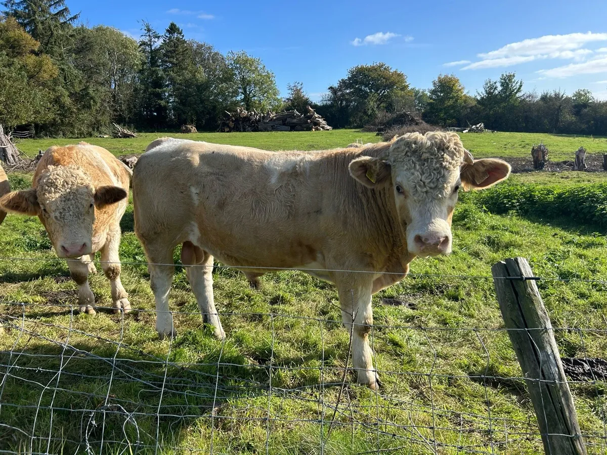 Simmental bulls - Image 4