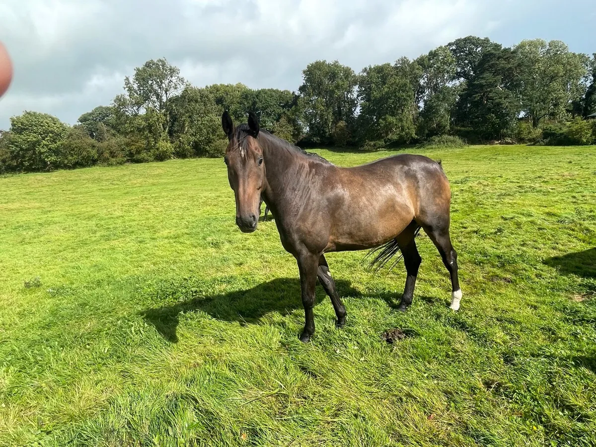 Grazing for horses/ broadmares - Image 3