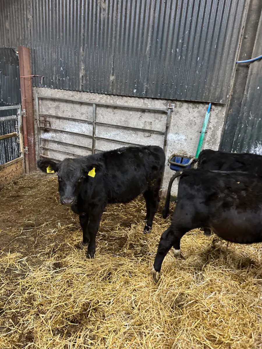 Angus bulls - Image 1