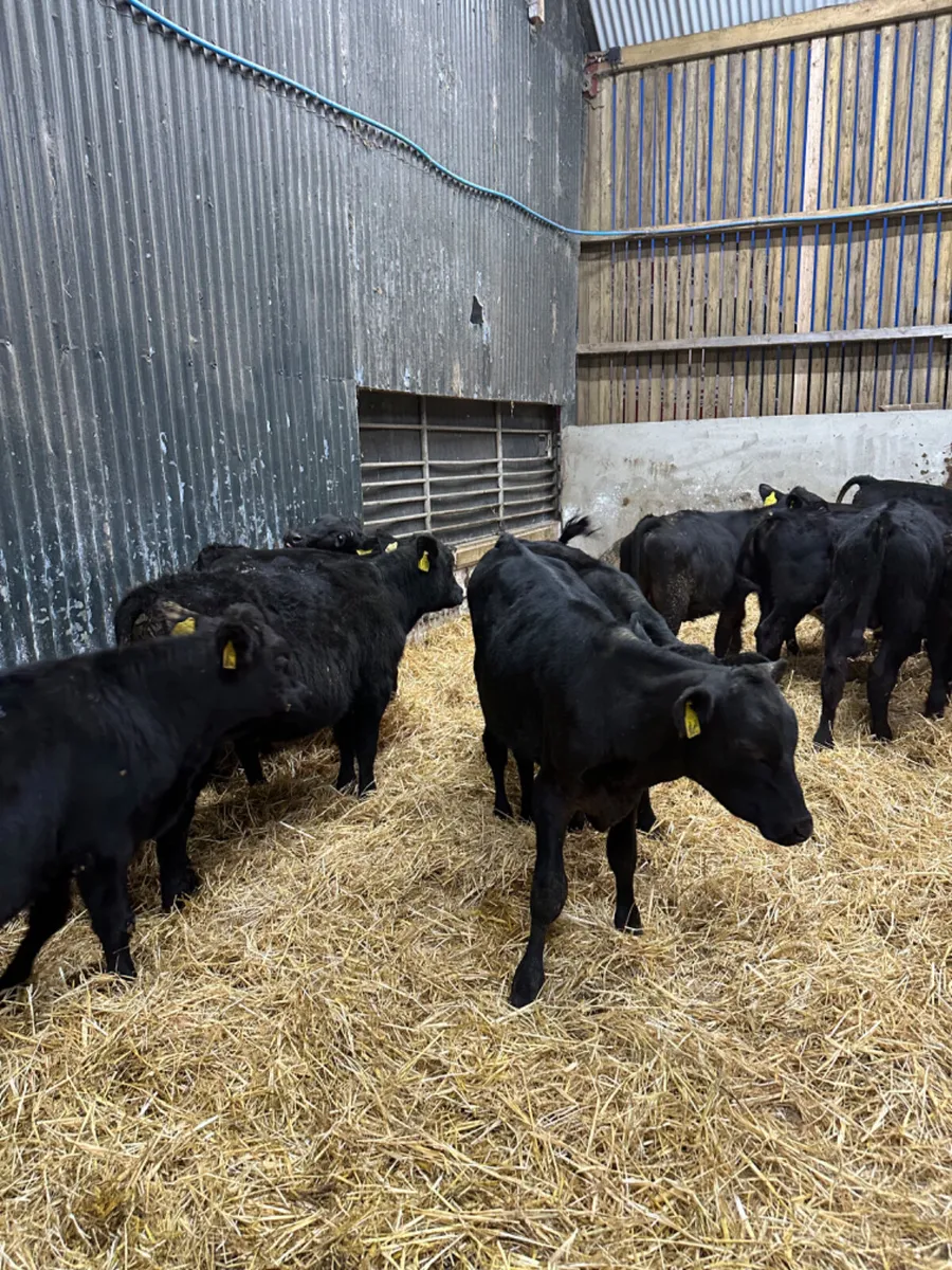 Angus bulls - Image 3