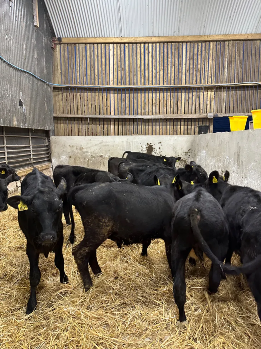 Angus bulls - Image 2