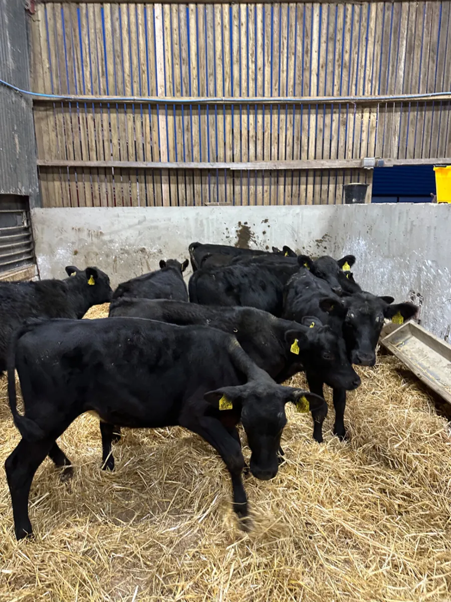 Angus bulls - Image 4