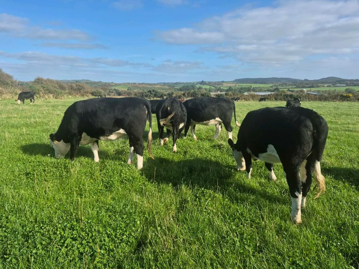 Hereford heifers for sale - Image 2