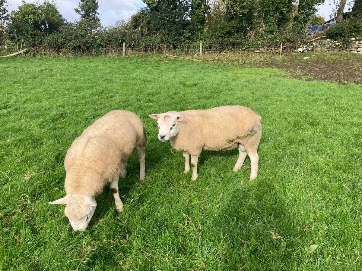Pure bred texels - Image 1