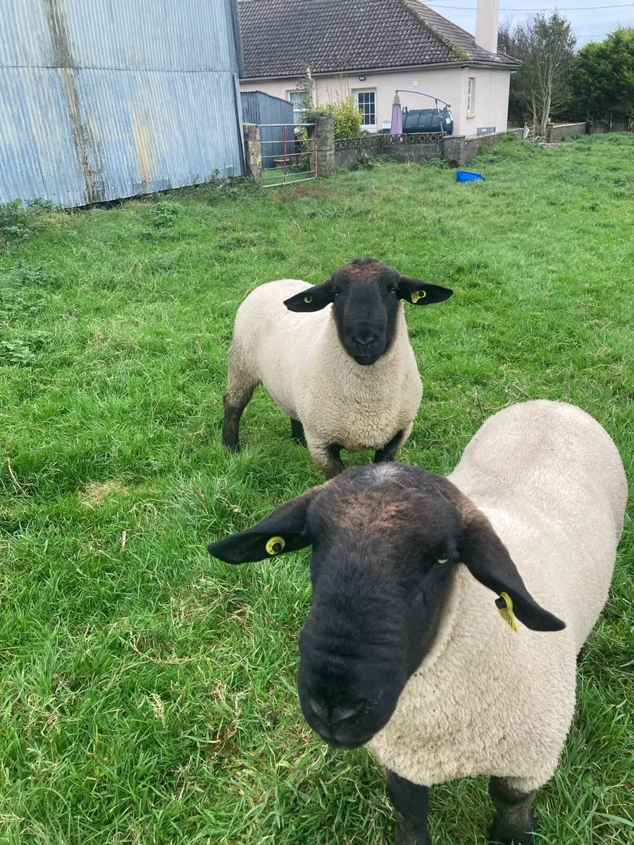Suffolk Hogget Rams - Image 1