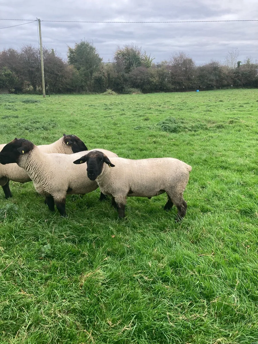 Suffolk Hogget Rams - Image 2