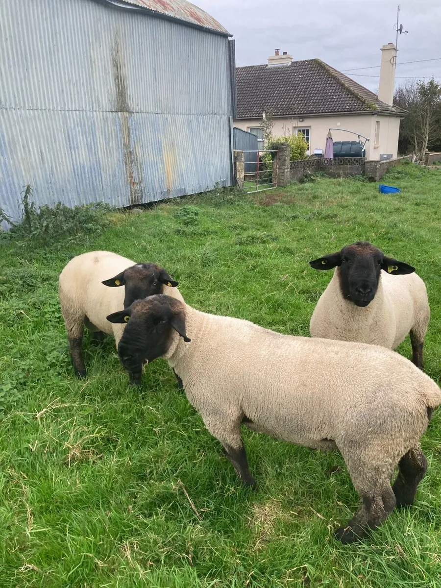 Suffolk Hogget Rams - Image 3