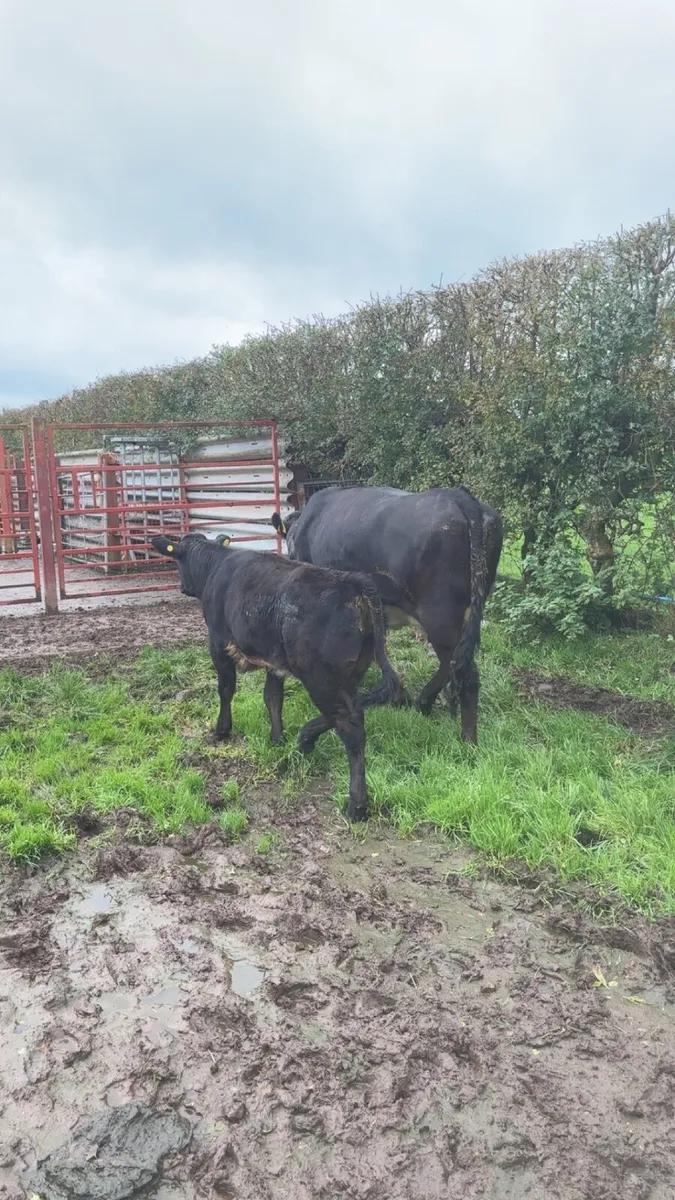 First calved heifers - Image 1